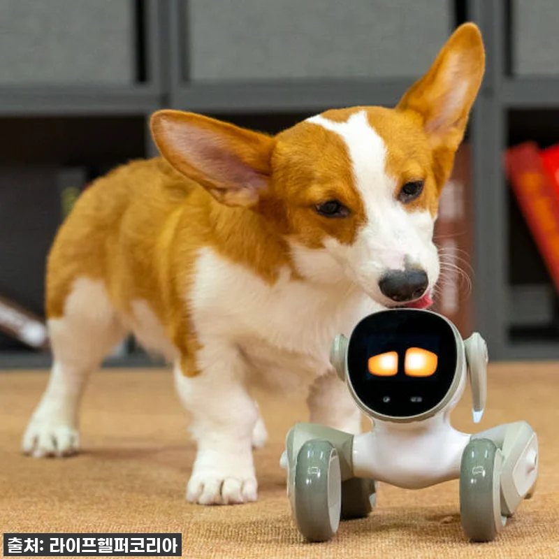 찐후기! 품절대란 예상, 우리 가족 관련 이미지 1