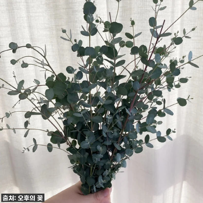 찐후기! 품절임박 유칼립투스 블랙잭 관련 이미지 1