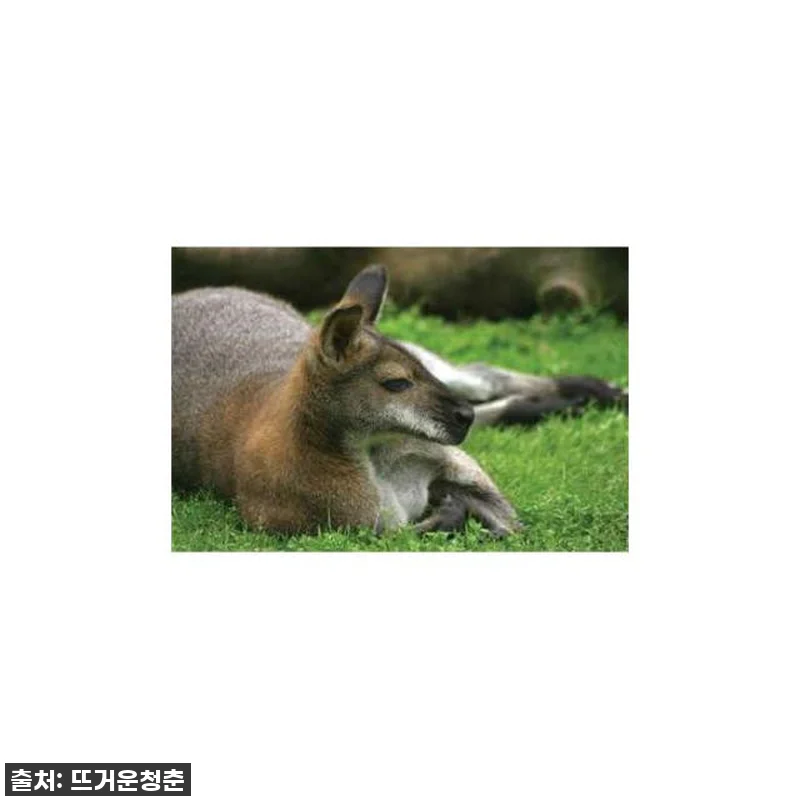 인생샷 보장! 시드니 블루마운틴 투어 관련 이미지 3
