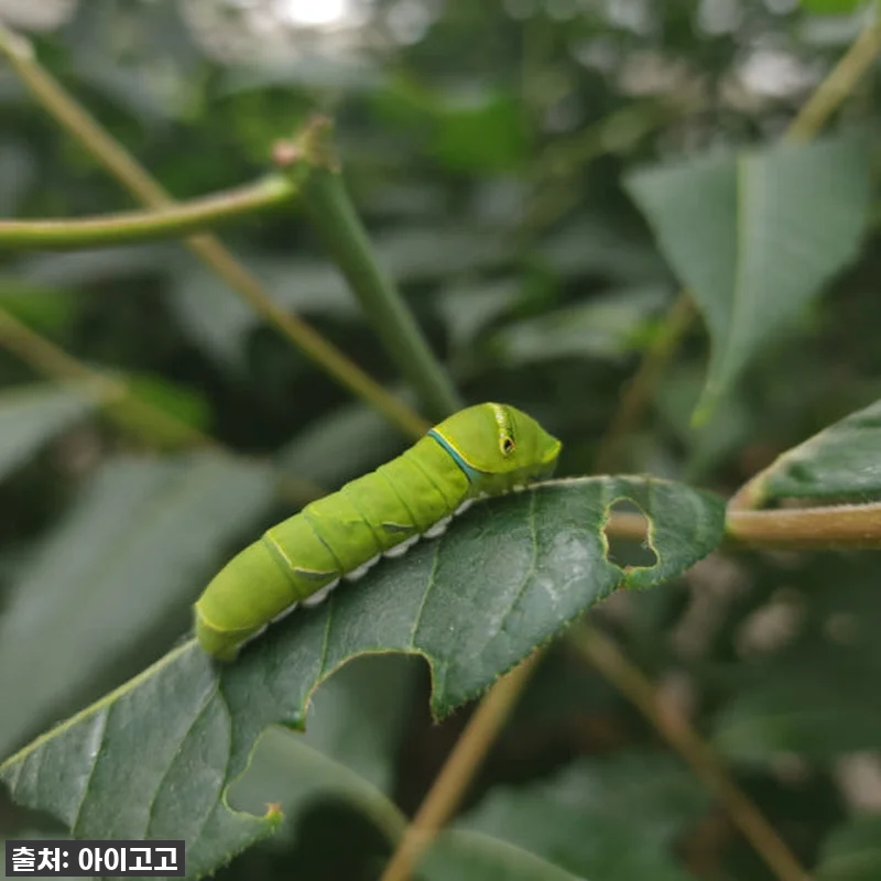서울숲 나비정원 체험학습, 이게 진짜 관련 이미지 3