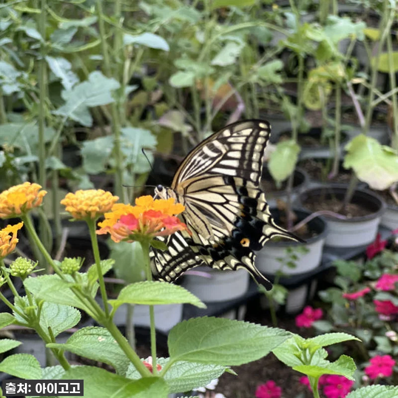 서울숲 나비정원 체험학습, 이게 진짜 관련 이미지 4