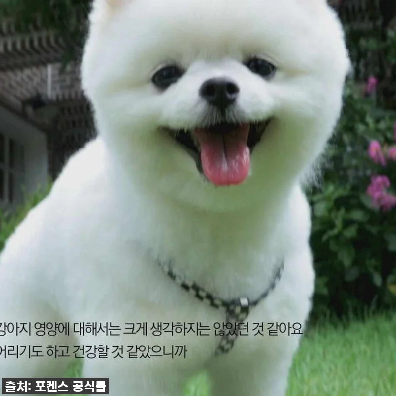 뉴트리션트릿 340g 포켄스 강아지 관련 이미지 5