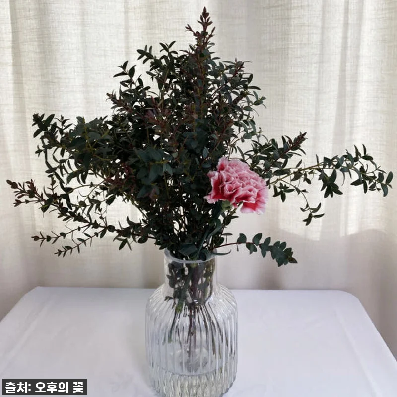 찐후기! 품절임박 유칼립투스 블랙잭 관련 이미지 9