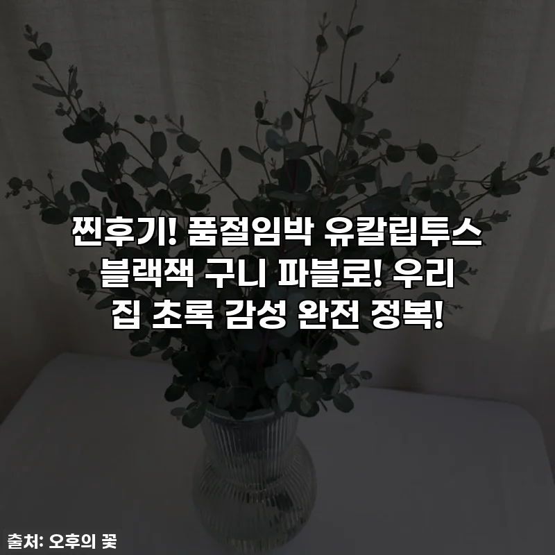 찐후기! 품절임박 유칼립투스 블랙잭 구니 파블로! 우리 집 초록 감성 완전 정복!