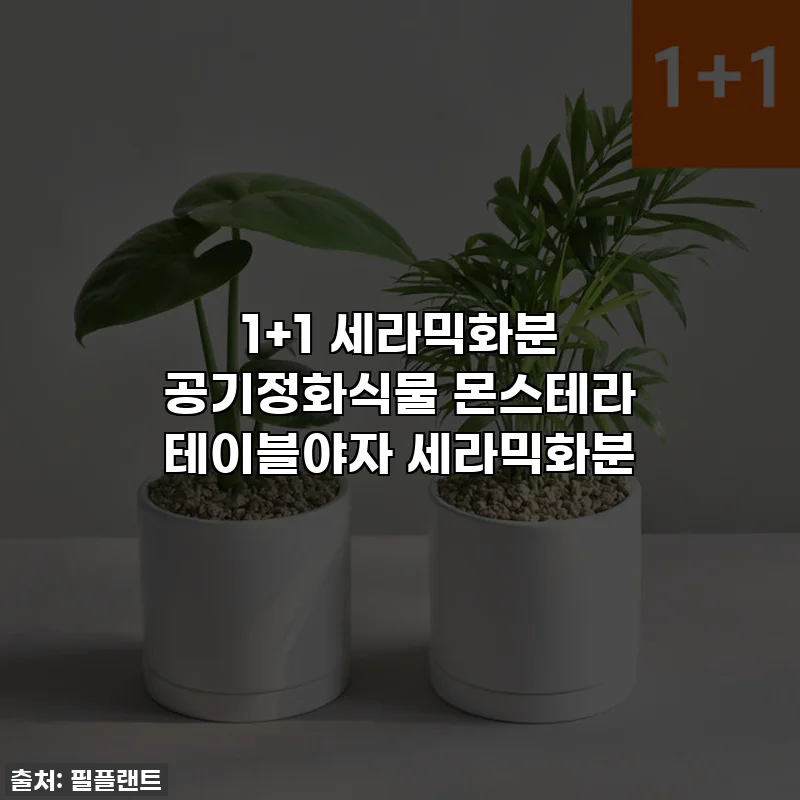 1+1 세라믹화분 공기정화식물 몬스테라 테이블야자 세라믹화분