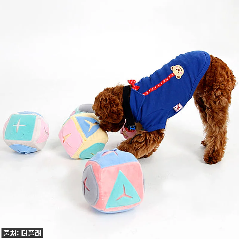 우리집 댕댕이 에너지 방전 성공! 더 관련 이미지 3