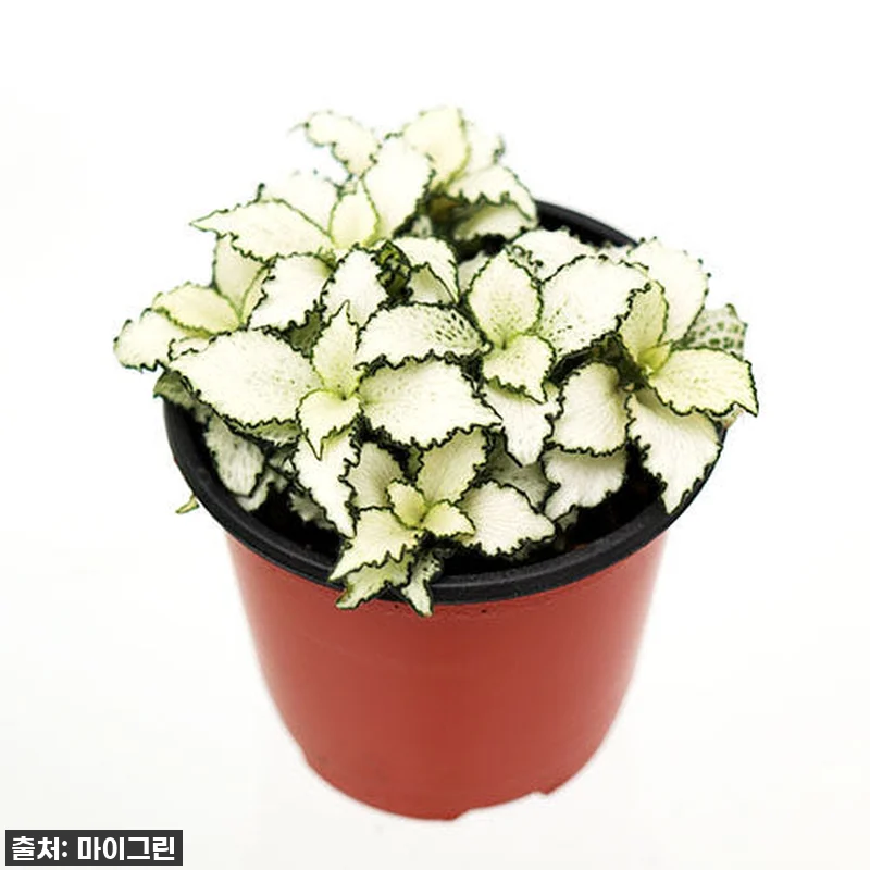 [찐후기] 우리 집 인테리어 치트키! 관련 이미지 1