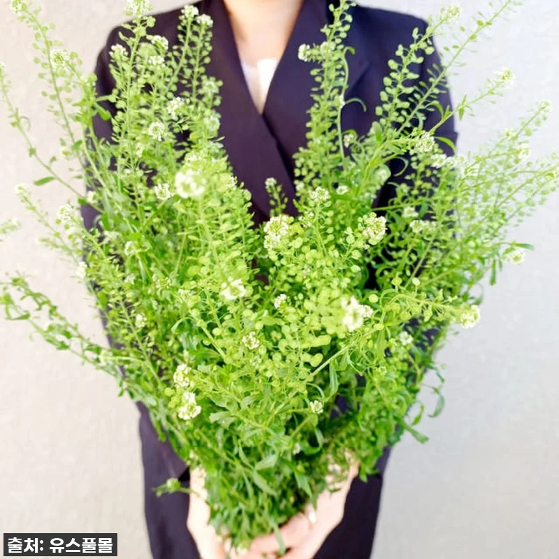 유스풀몰 냉이초 한단! 🌼 찐후기: 관련 이미지 1