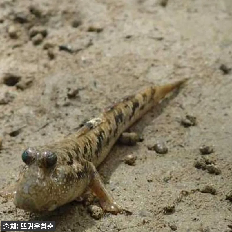 오키나와 망그로브 카약 투어, 이거 관련 이미지 2