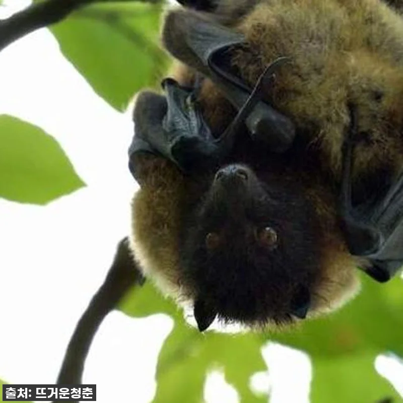 오키나와 망그로브 카약 투어, 이거 관련 이미지 3