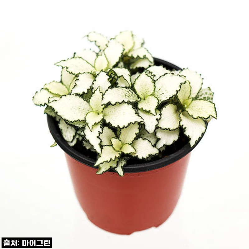 [찐후기] 우리 집 인테리어 치트키! 화이트스타 휘토니아 공기정화식물화분, 이거 진짜 필수템 아닌가요?