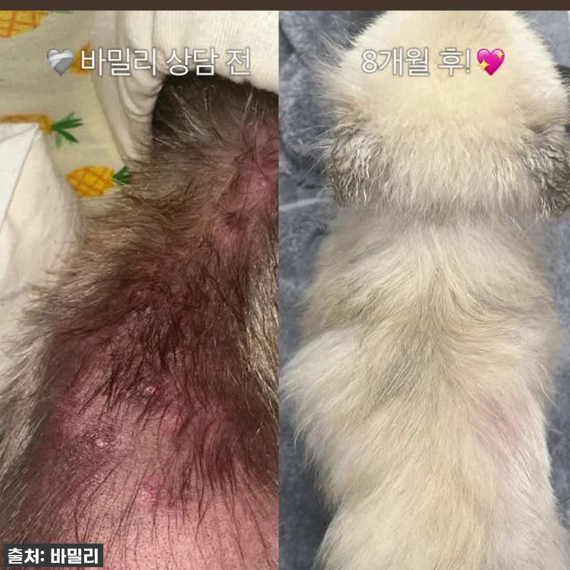바밀리 알로페시아 케어라인, 환절기 관련 이미지 1