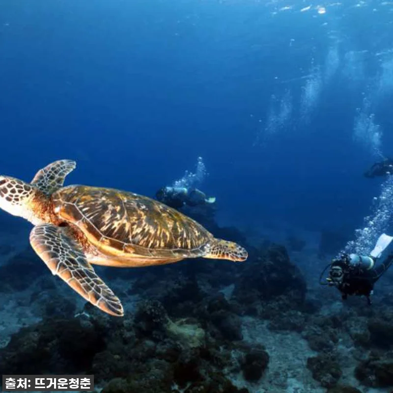 대만 뤼다오 그린 아일랜드 PADI 관련 이미지 1