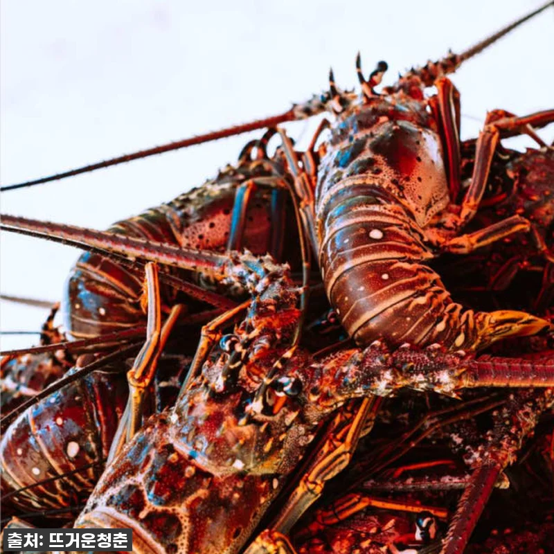 호주 서호주 2박3일 투어: 핑크호수 관련 이미지 4