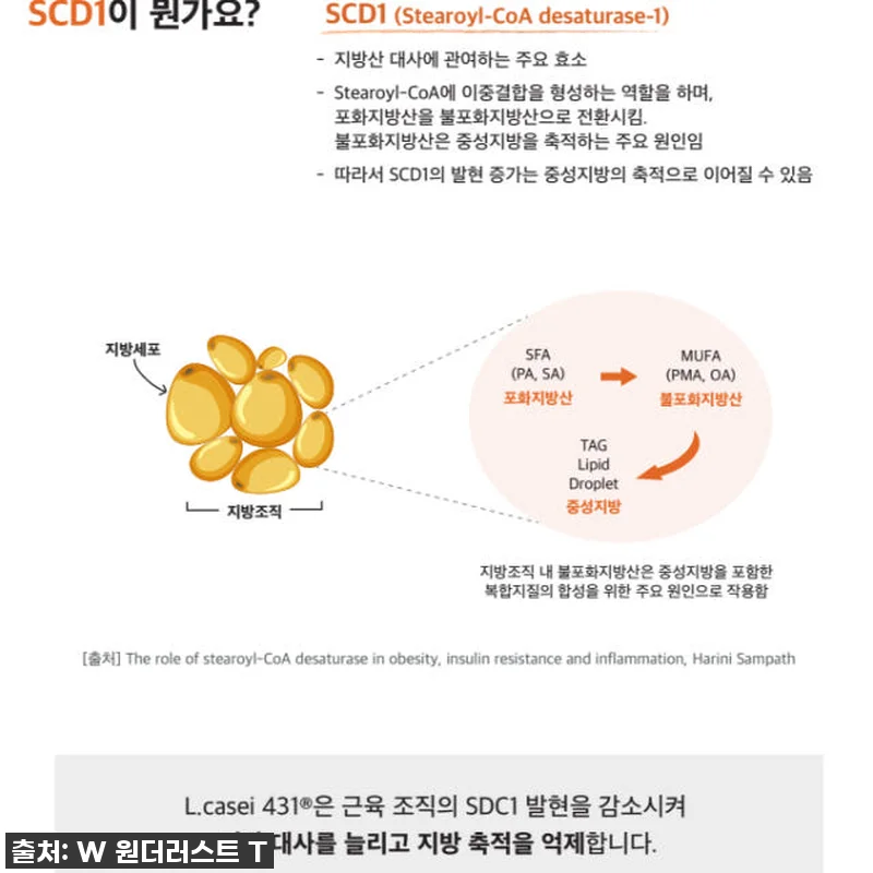 원더러스트 위고풀 식욕억제 포만감 먹 관련 이미지 5