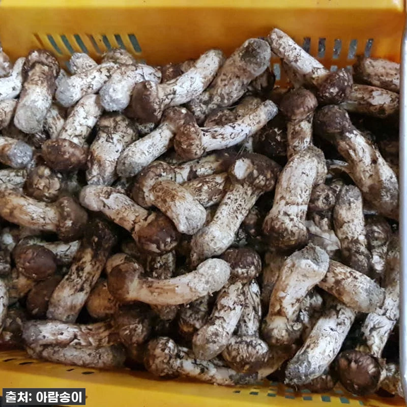 가을의 선물! 자연산 국산 송이버섯 관련 이미지 9