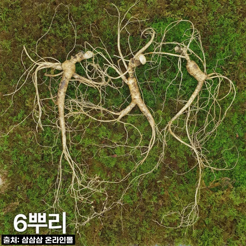 10년근 최상품 산양산삼, 부모님께 드리는 최고의 선물! 직접 경험한 감동 후기