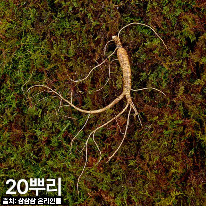 7,8년근 작은삼 산양산삼 20뿌리 산양삼 장뇌삼 [원산지:국산(강원도)]