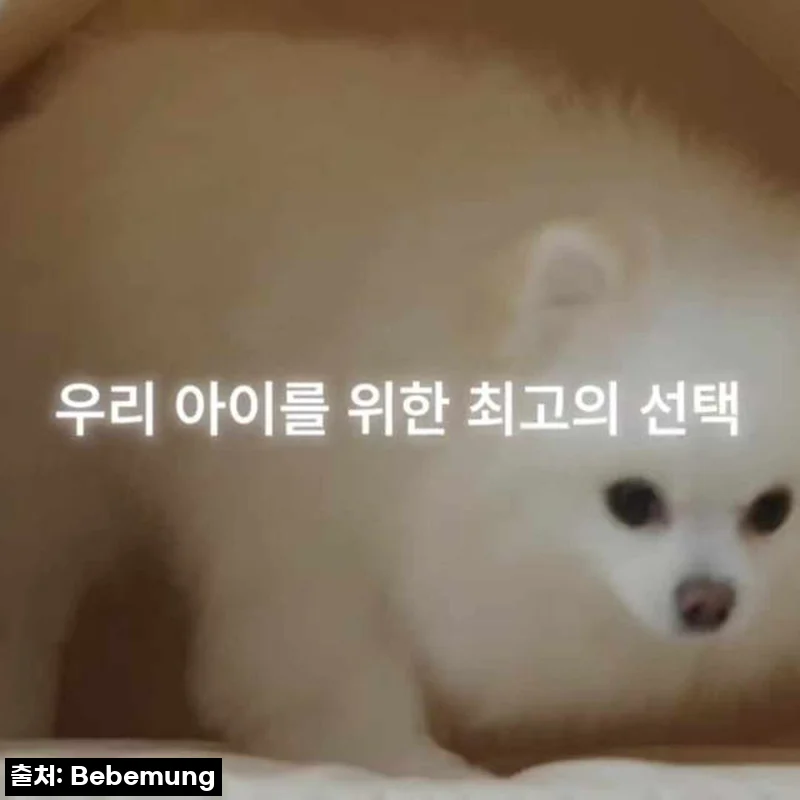 베베멍 친환경 자연주의 원단 애견 하우스 사용 후기