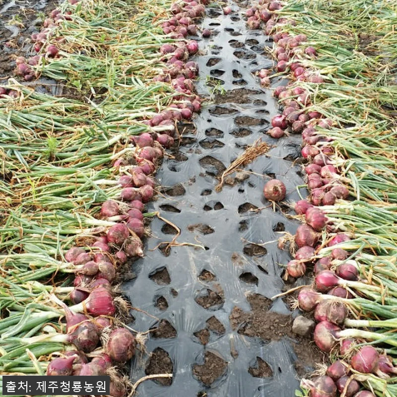 100% 제주산 자색양파즙 75포 사 관련 이미지 1