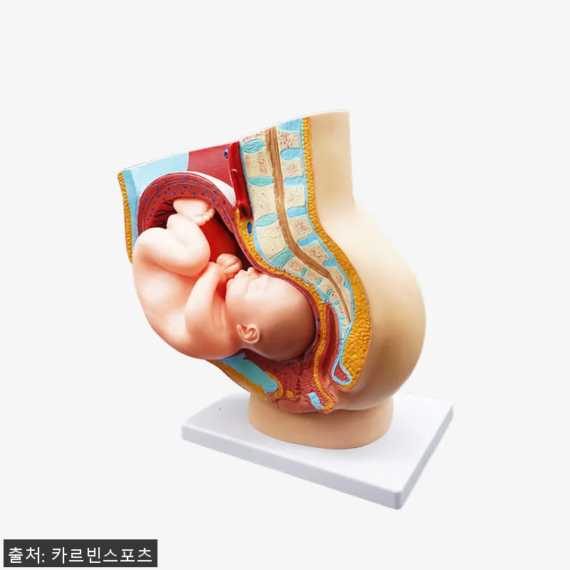태아 모형 자궁 산부인과 임신 인체 관련 이미지 1