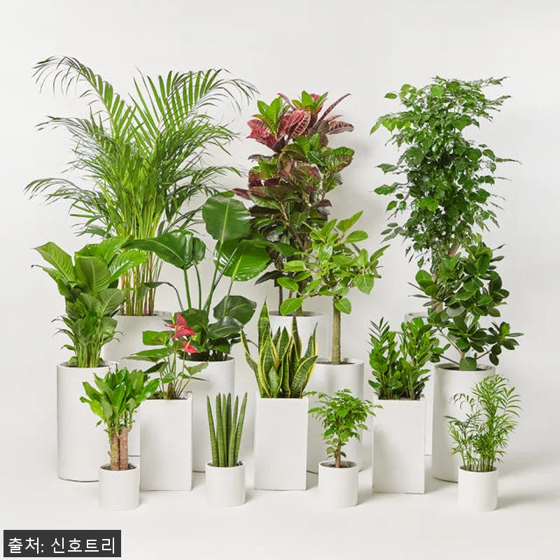 돈나무 금전수 대형 관엽식물, 직접 관련 이미지 1