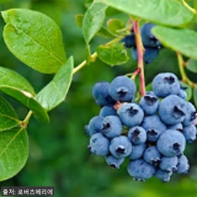 로버츠 베리에 야생 빌베리 3L 디스 관련 이미지 1