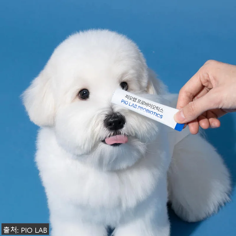 피오랩 프로바이오틱스 강아지 고양이 관련 이미지 2