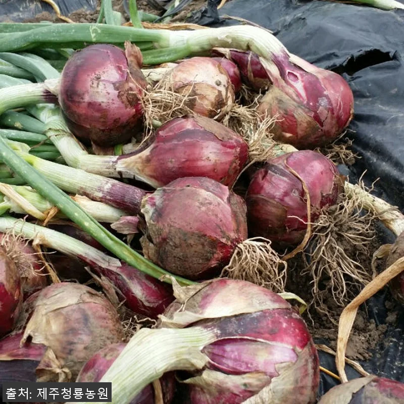 100% 제주산 자색양파즙 75포 사 관련 이미지 2