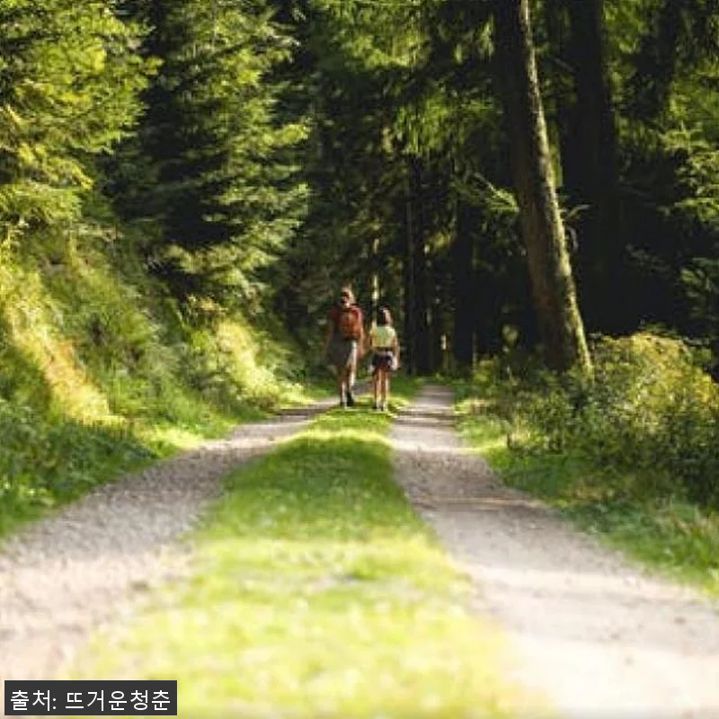 독일 뮌헨 검은 숲 프라이빗 하이킹 관련 이미지 2