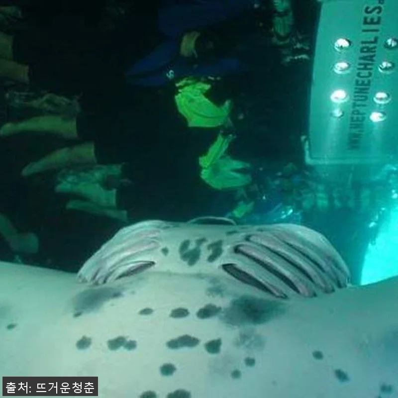 미국 하와이 빅아일랜드 야간 스노클링 관련 이미지 2