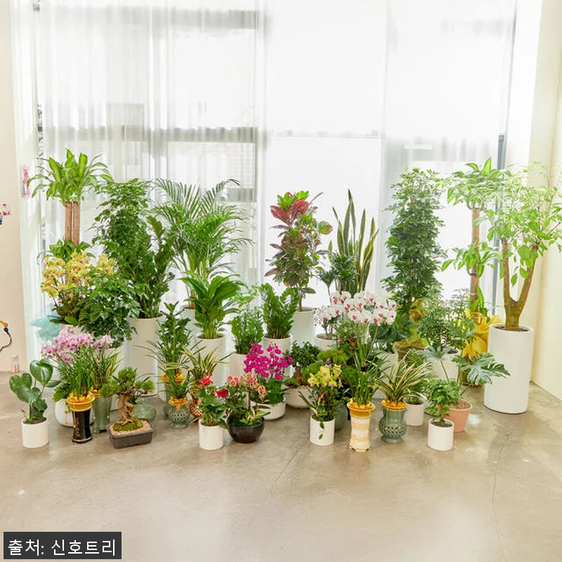 돈나무 금전수 대형 관엽식물, 직접 관련 이미지 2