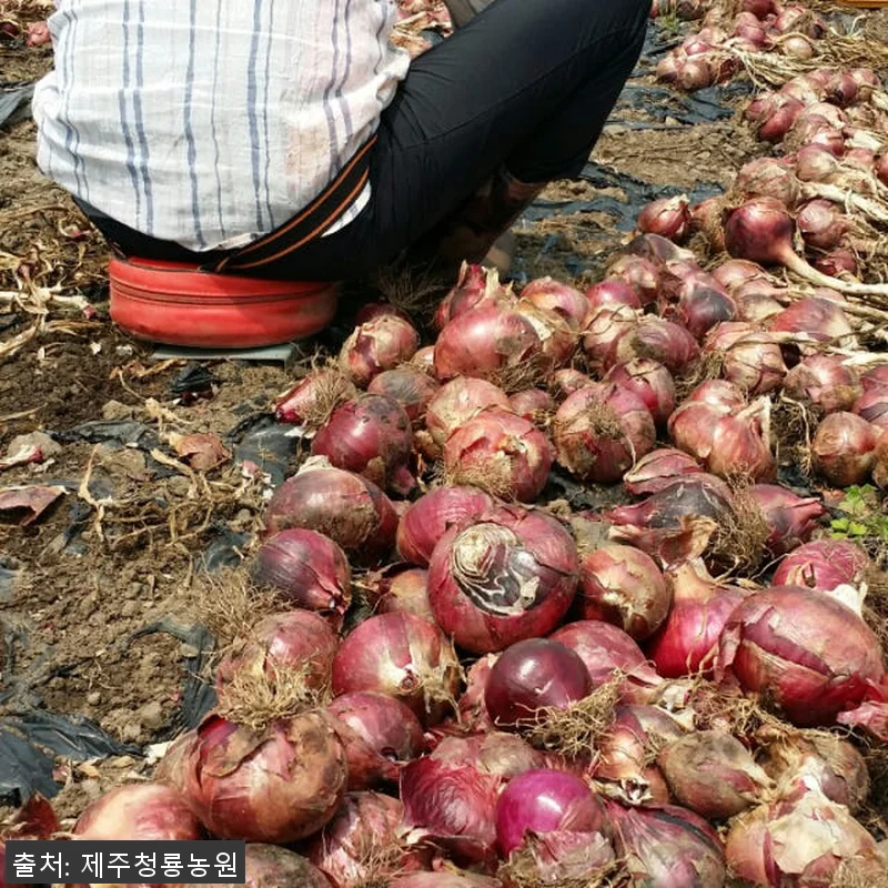 100% 제주산 자색양파즙 75포 사 관련 이미지 3
