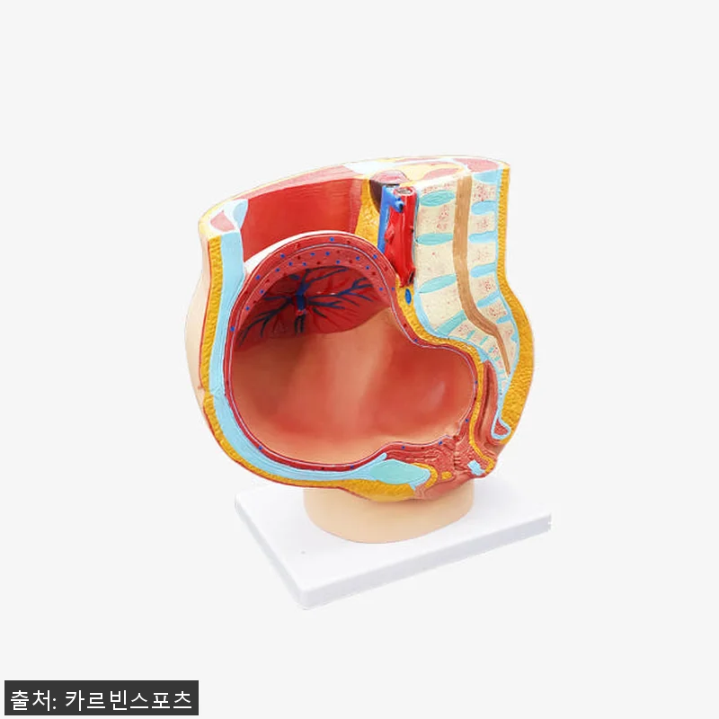 태아 모형 자궁 산부인과 임신 인체 관련 이미지 3