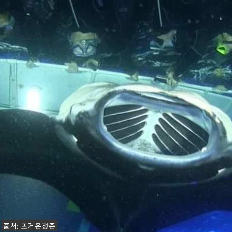 미국 하와이 빅아일랜드 야간 스노클링 관련 이미지 3