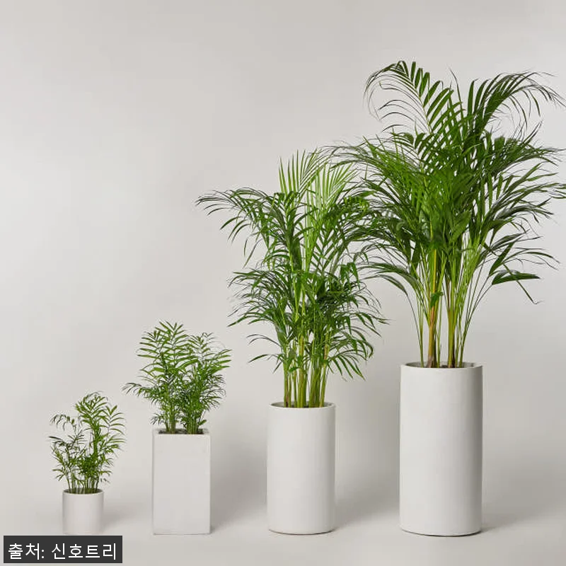 돈나무 금전수 대형 관엽식물, 직접 관련 이미지 3