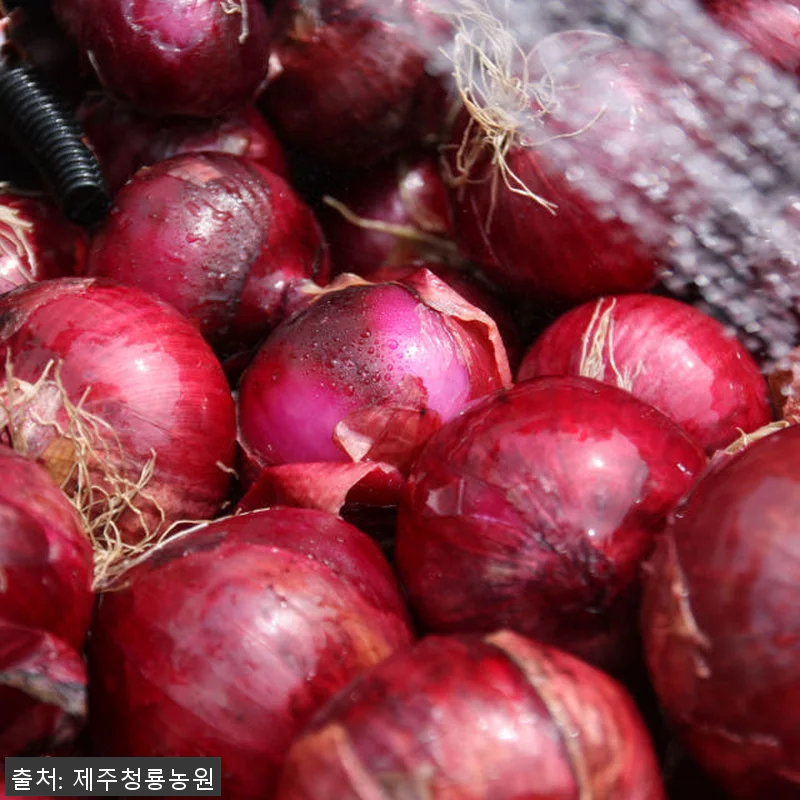 100% 제주산 자색양파즙 75포 사 관련 이미지 4