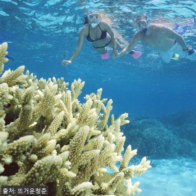 호주 케언즈 실버소닉 크루즈 다이브 관련 이미지 4