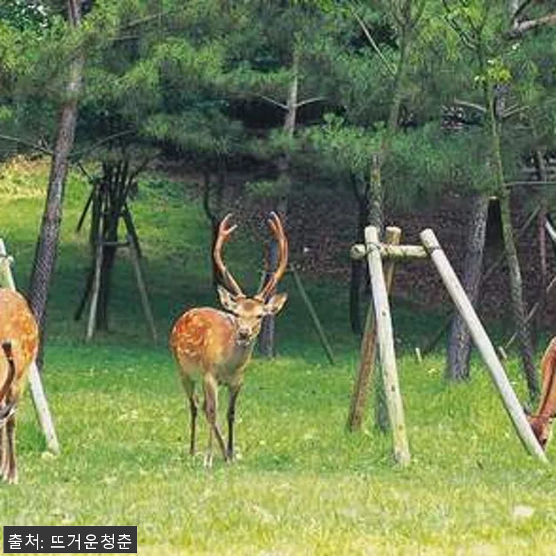 일본 아라시야마 & 금각사 & 나라공 관련 이미지 4