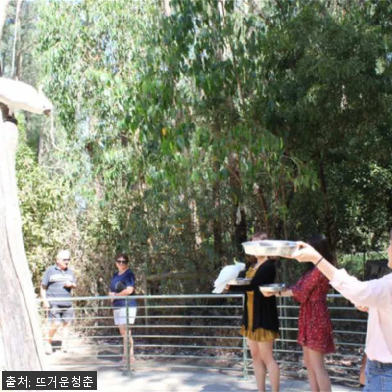 호주 멜버른 퍼핑빌리 & 모닝턴 페닌 관련 이미지 4