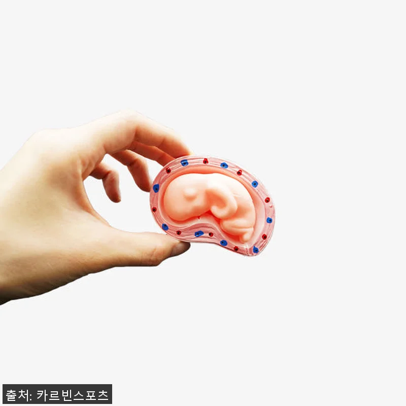 태아 모형 자궁 산부인과 임신 인체 관련 이미지 4