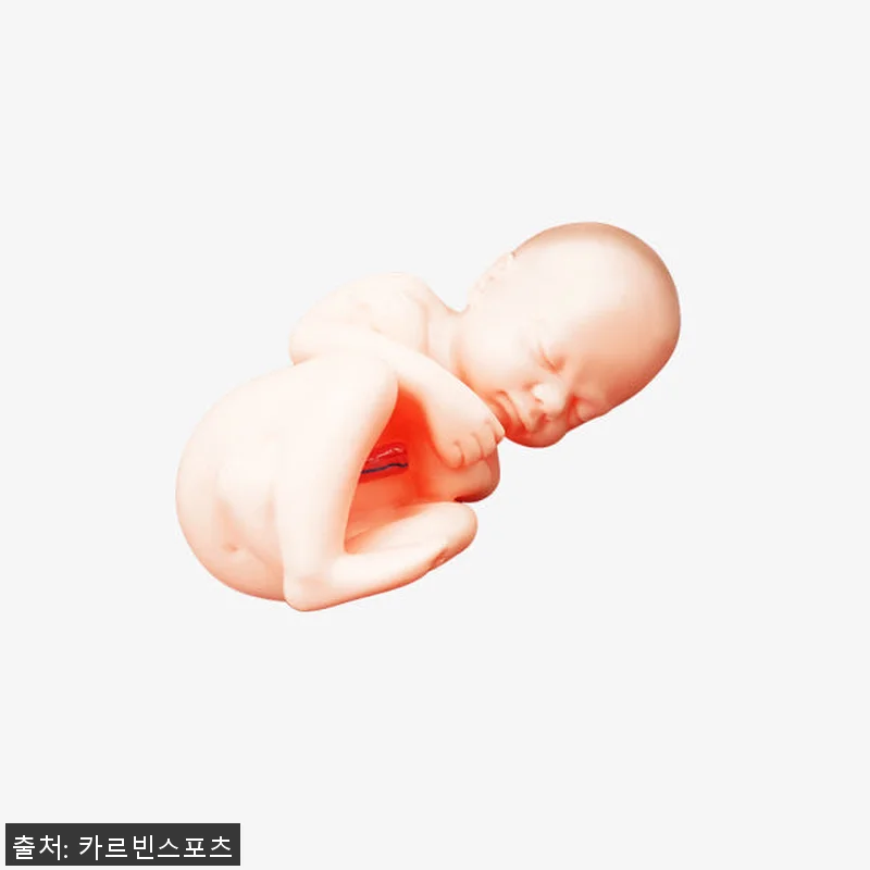 태아 모형 자궁 산부인과 임신 인체 관련 이미지 5
