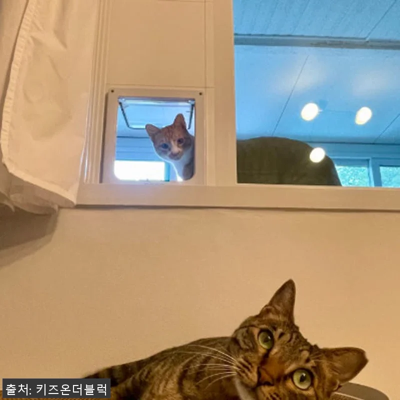 키즈온더블럭 펫도어 견문 사용 후기 관련 이미지 8