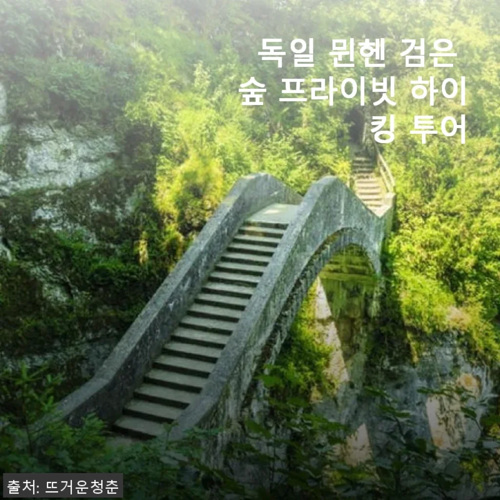 독일 뮌헨 검은 숲 프라이빗 하이킹 투어 후기: 직접 경험한 특별한 자연 속 산책