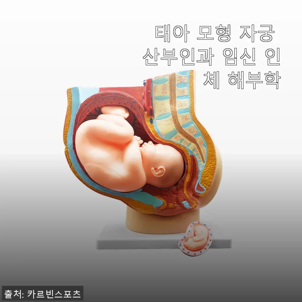 태아 모형 자궁 산부인과 임신 인체 해부학 제품 사용 후기