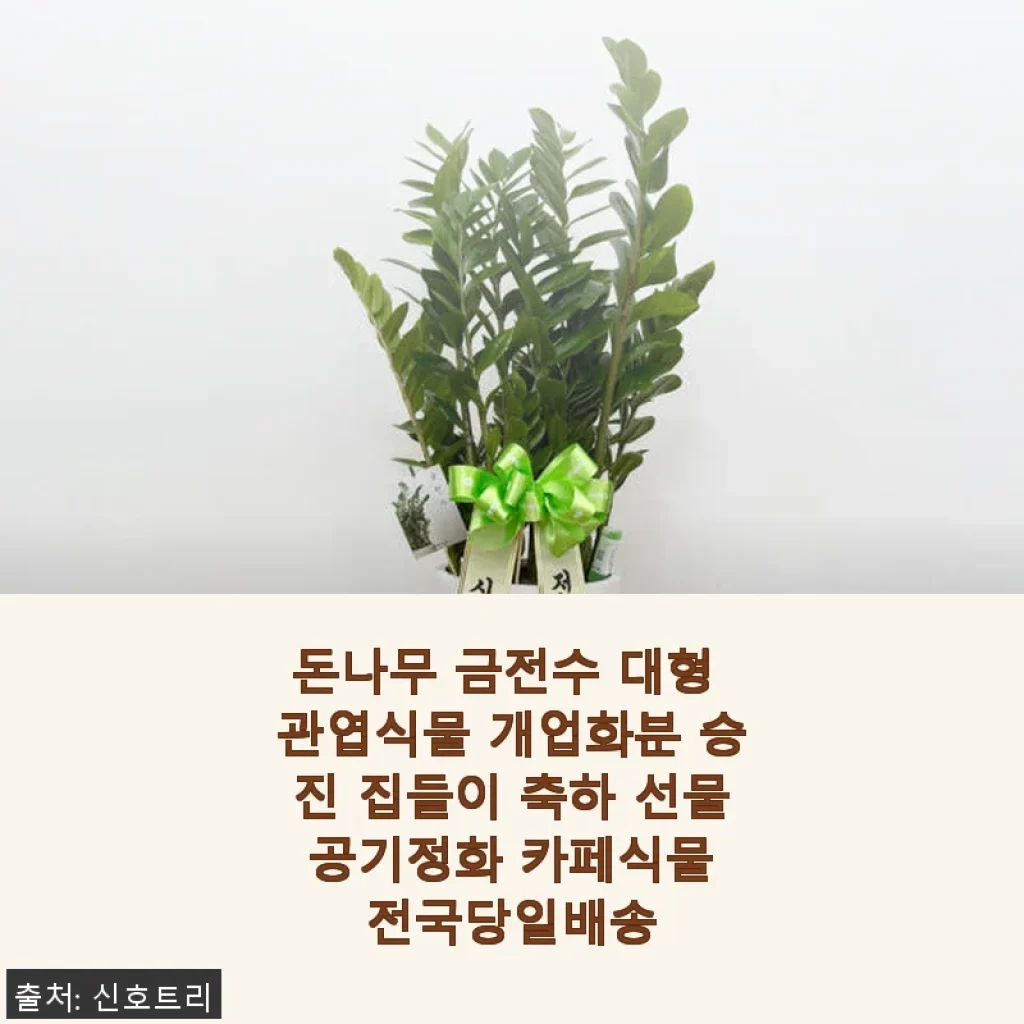 돈나무 금전수 대형 관엽식물, 직접 키워보니 이런 점이 좋았어요!