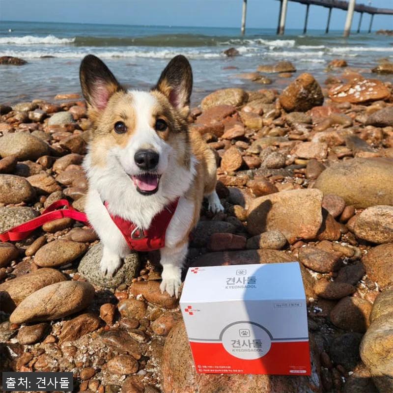 견사돌 4+1 닭고기 덴탈껌 사용후기 관련 이미지 1