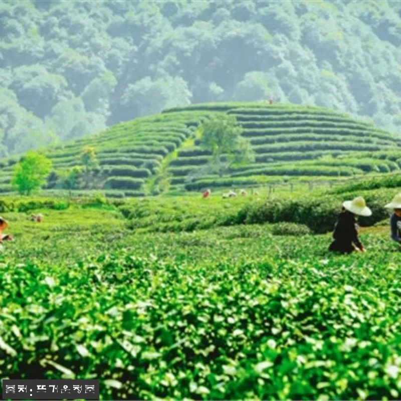 중국 항저우 서호 + 용정 산원 차 관련 이미지 1