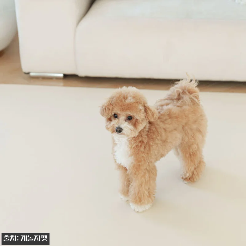 개놀자 슬림 실리콘 강아지 롤매트 사 관련 이미지 1