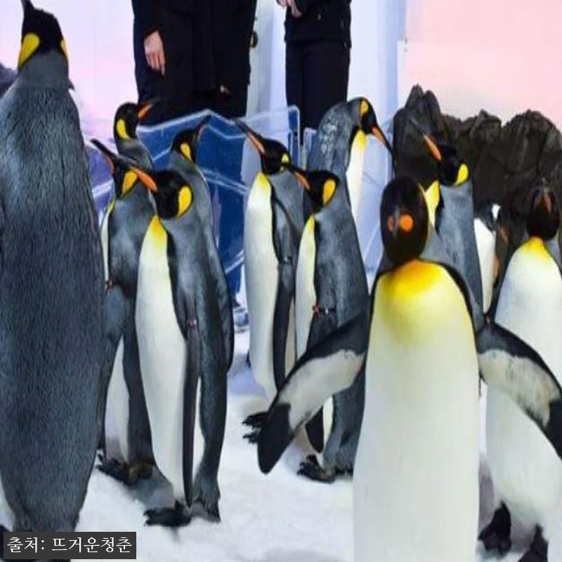 호주 씨라이프 멜버른 아쿠아리움 펭귄 관련 이미지 1